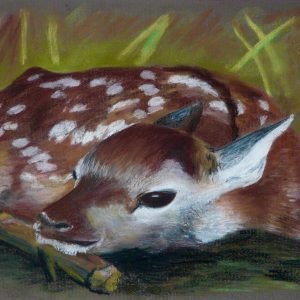 Fawn Artwork Print - 2 sizes available