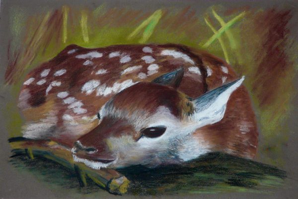 Fawn Artwork Print - 2 sizes available