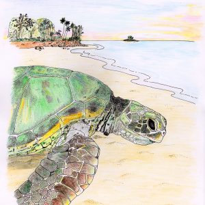 Green Turtle Artwork Print - 2 sizes