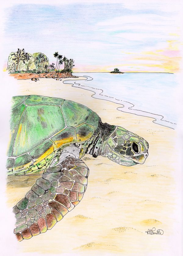 Green Turtle Artwork Print - 2 sizes