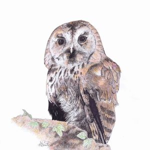 Tawny Owl Artwork Print - 2 sizes available