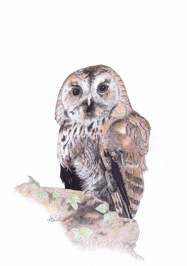 Tawny Owl Artwork Print - 2 sizes available