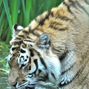 Tiger Drinking  - photo print - 2 sizes available