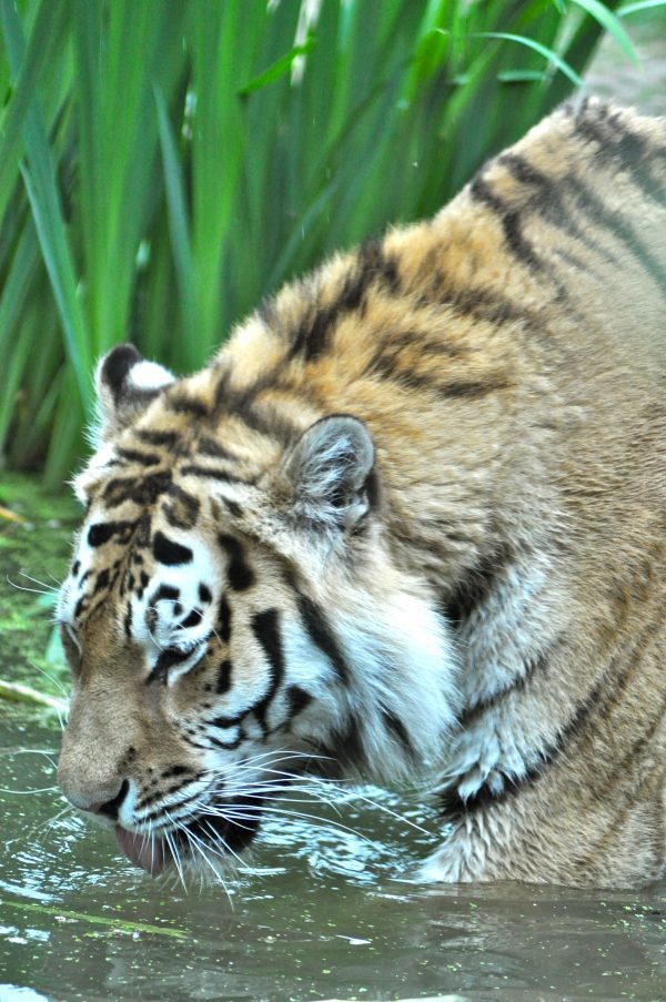 Tiger Drinking  - photo print - 2 sizes available