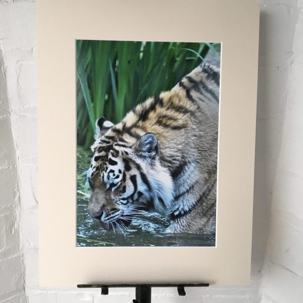 Tiger Drinking  - photo print - 2 sizes available - Image 2