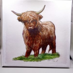 Highland cattle canvas