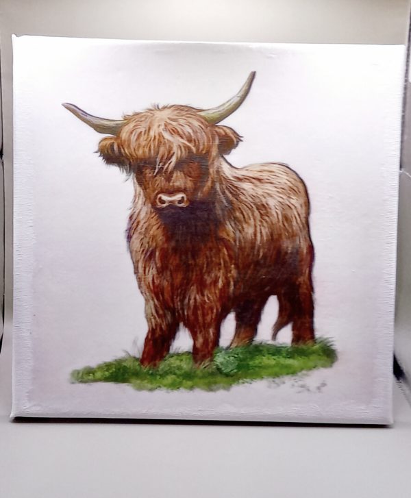 Highland cattle canvas