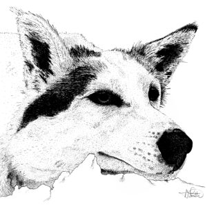 Husky Black and White Artwork Print Medium 8 x 10 (Copy)