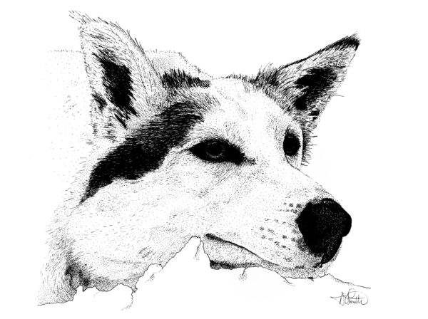 Husky Black and White Artwork Print Medium 8 x 10 (Copy)