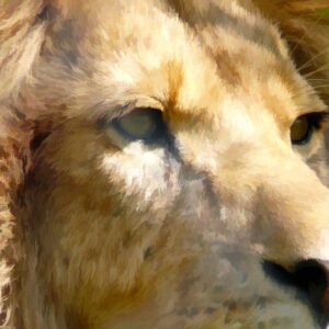 Watchful Lion  - original photo art print - 2 sizes available
