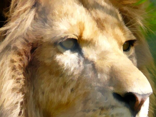 Watchful Lion  - original photo art print - 2 sizes available
