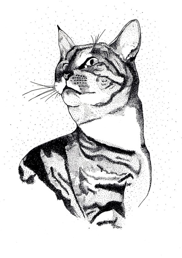 Tabby Cat Black and White Artwork Print Medium 8 x 10
