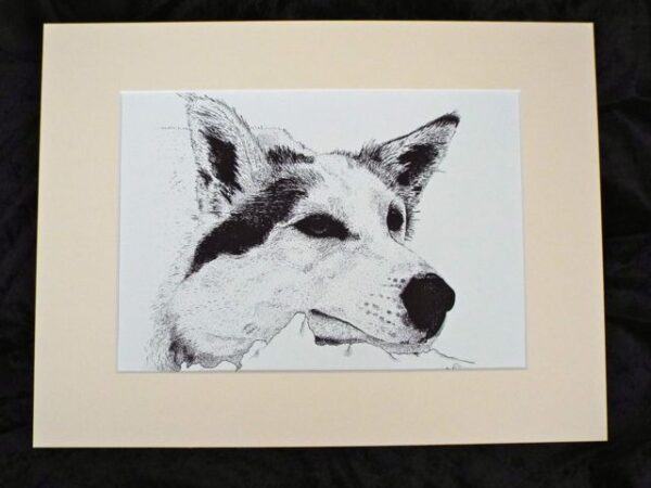 Husky Black and White Artwork Print Medium 8 x 10 (Copy) - Image 2