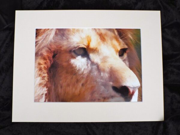 Watchful Lion  - original photo art print - 2 sizes available - Image 2
