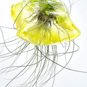 Keith the Medium Jelly Fish