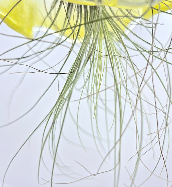 Keith the Medium Jelly Fish - Image 2