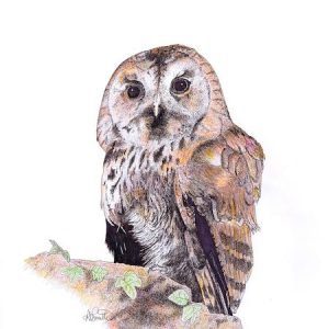 Tawny Owl - artwork print