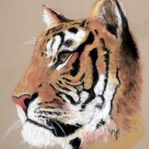 Young Tiger - artwork print